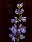 Lupinus  20-9717